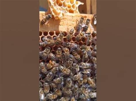 arı bölme tahtası